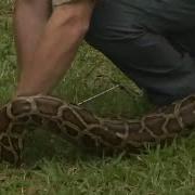 Hundreds Of Snake Hunters Take Part In Annual Python Challenge