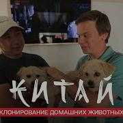 Как в Китае создают клонов и кладбище домашних животных Китай Мир наизнанку 11 сезон 25 серия