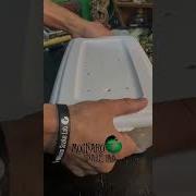 What Happens After My Ball Pythons Lay Eggs