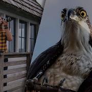 Aperture Priority And Auto ISO For Wildlife Photography