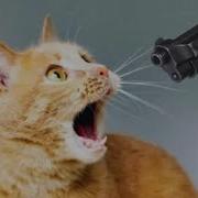 Cats Unpredictable Madness Total Mayhem