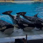Orca Encounter SeaWorld Orlando September 16th 2025
