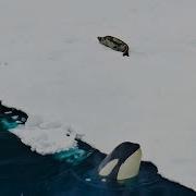 Невероятная охота косаток Планета Земля II BBC Earth