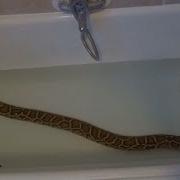 Burmese Python Taking A Bath My Pet Burmese Python Yaninda Enjoying A Bath