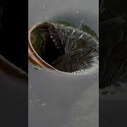 Black Hole In Water Viral Tiktok