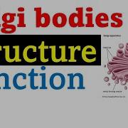 Golgi Bodies Structure And Function