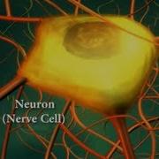 Neurons Or Nerve Cells Structure Function And Types Of Neurons Human Anatomy 3D Biology
