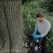 Emerald Ash Borer Treatment