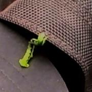 Measuring Worm Cabbage Looper 자벌레