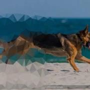 OpenCV Mosaic Demo