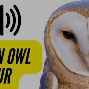 Barn Owl Sounds 1 HOUR CREEPY Calling Screeching Screaming Barnowl