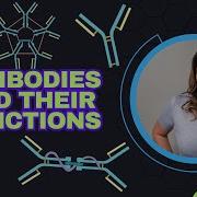 Antibody Structure And Function