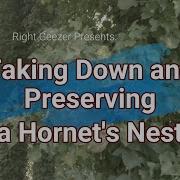 Taking Down And Preserving A Hornet S Next