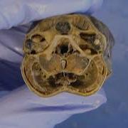 Internal Lamprey Transverse Sections
