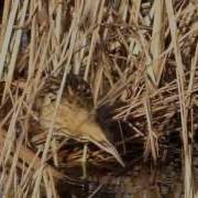 Bittern Swimming And On Ice At WWT Slimbridge Feb 2013