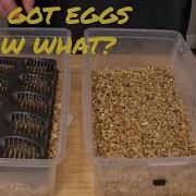 How To Set Up An Egg Box For Ball Pythons