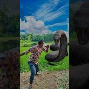 Anaconda Snake In Real Life P7 Shorts Short Snake Nagin Python Anaconda Snakes Bigsnake