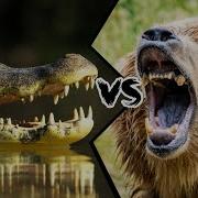 7 Animals That Could Defeat A Grizzly Bear