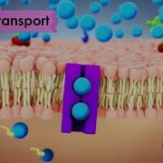 Biology Cell Transport