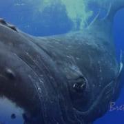 Closest Whale Encounters