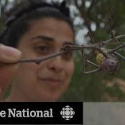 DNA Barcode Project Aims To Catalog Earth S Biodiversity