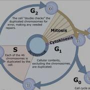 Biology Chapter 12 The Cell Cycle