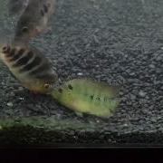 Red Devil Vs Trimac Cichlid Fight