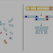 Hierarchical Sequencing Method Sequence Tagged Sites