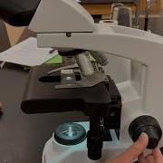 Lab1 Microscopes