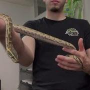 AFRICAN ROCK PYTHON