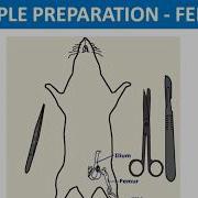 Torsion Of Bone Part 3 Sample Preparation Bone