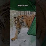 Big Cat Core Music Piano Soundtrack