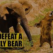 5 Animals That Could Defeat A Grizzly Bear