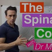 The Spinal Cord