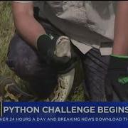 Florida S Annual Python Challenge Kicks Off Friday
