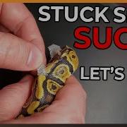 Stuck Shed Sucks Here S How Remove And Prevent It