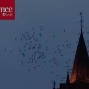 Video Game Shows How Starling Flocks Protect Themselves