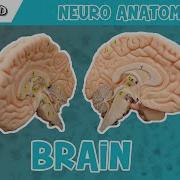 Anatomy Of The Brain Model