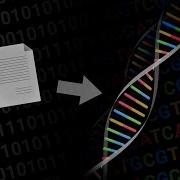 How To Store Data On DNA