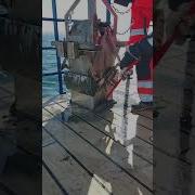 Box Of Sediment Sampled Using Box Corer On R V Skagerak During SCOOT Ship Days In March 2022