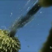 Unbelievable Footage Of Exploding Plants 1812 Overture Edition