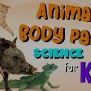 Animal Body Parts Science For Kids