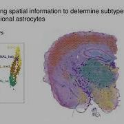 Workshop Spatial Transcriptomics Data Analysis In Python 2 2 Cell2location