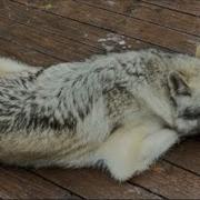 Wolf Feeding Domestication