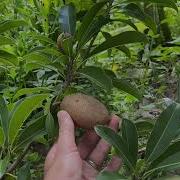 How To Know When To Harvest Sapodilla Brown Sugar Fruit