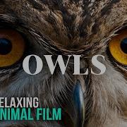 Fascinating OWLS In 4K Amazing Wild Birds In Nature Relaxing Animal Film With Calm Music