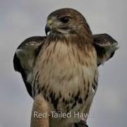 Red Tailed Hawk Call