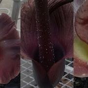 Corpse Flower Relatives Timelapse At Mount Lofty Botanic Garden