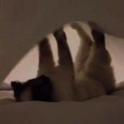 Sheet Cat Attack