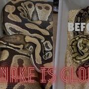 Breeding Ball Pythons Pt 3 Glow And Ovulation